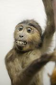 museo di zoologica bologna 8-2022 4526